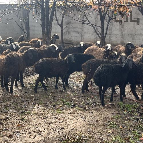 بره ریز و درشت نرو ماده