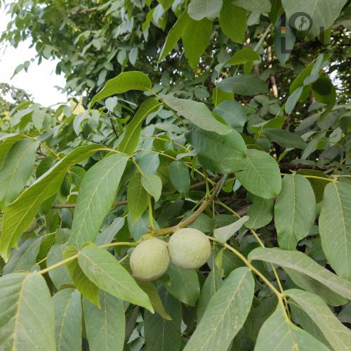 2700 متر زمین در روستای نایه