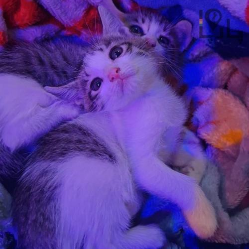 فروش بچه گربه میکس