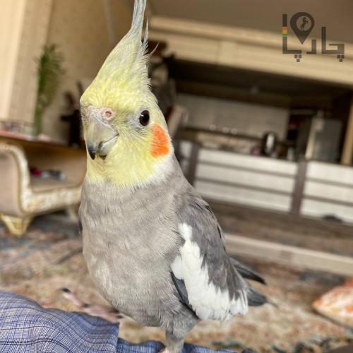 عروس هلندی گمشده