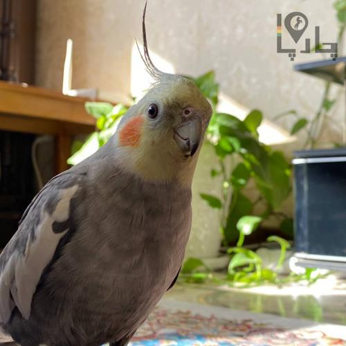 عروس هلندی گمشده