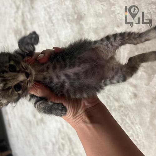 4عدد بچه گربه ۱ ماهه