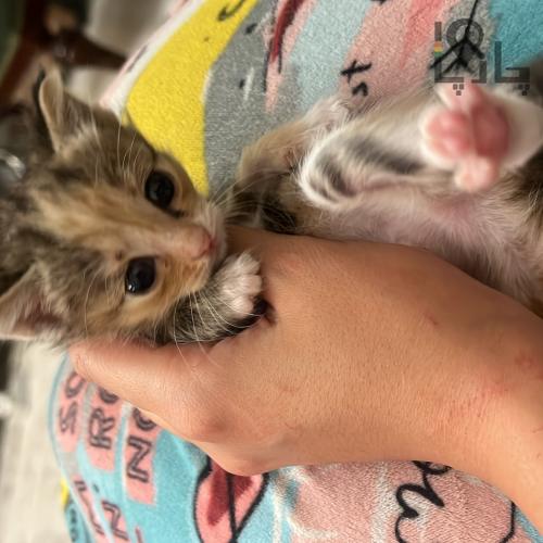 4عدد بچه گربه ۱ ماهه