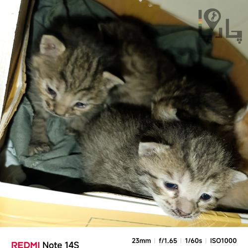 واگذاری پنج بچه گره