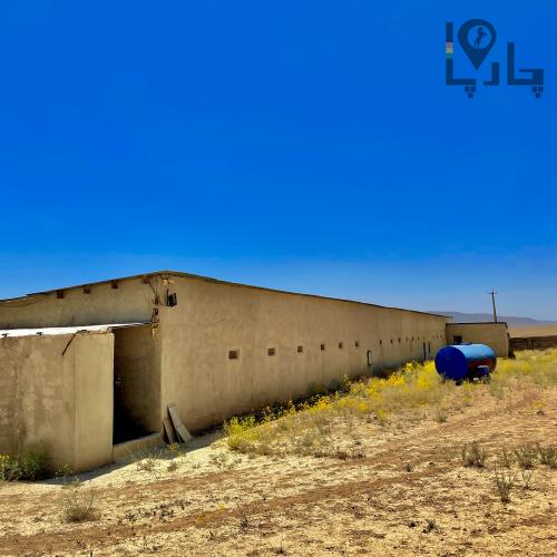 پروش بوقلمون فول مکانیزه