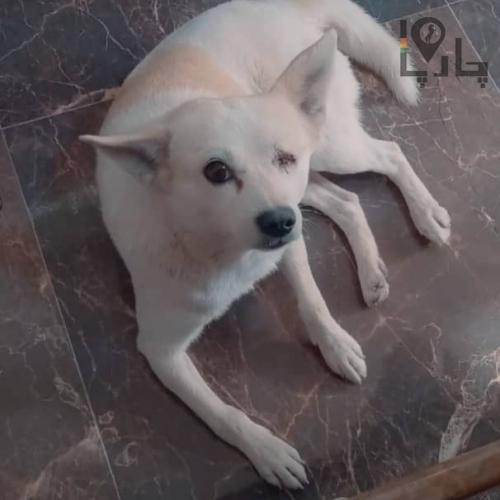 سگ گمشده ( مژدگانی خیلی خوب)