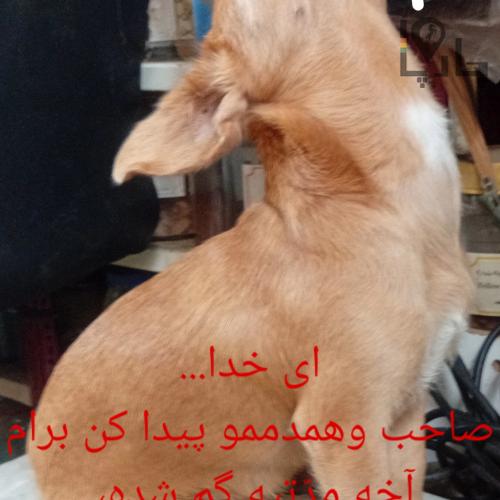 سگ پیدا شده