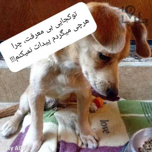 سگ پیدا شده
