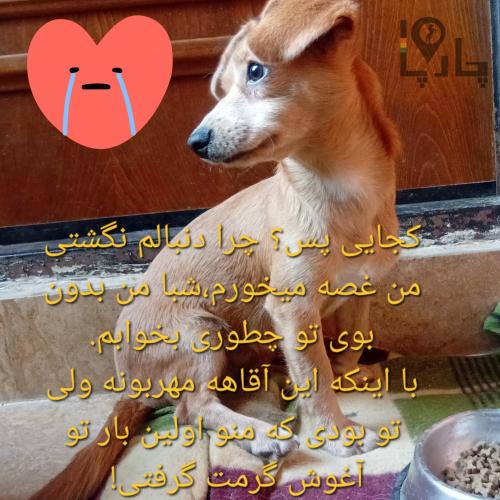 سگ پیدا شده