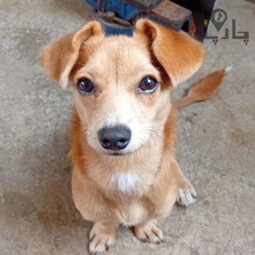 سگ پیدا شده