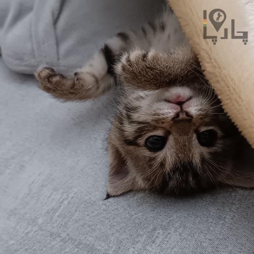گربه dsh