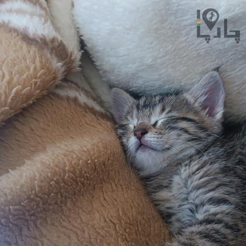 گربه dsh