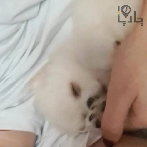 پامر گمشده با کوله باکس آبی