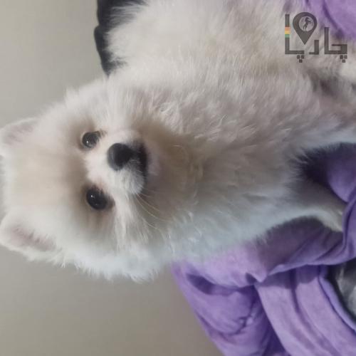 پامر گمشده با کوله باکس آبی