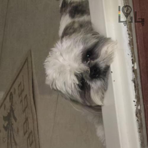 گمشده شیتزو سفید و خاکستری