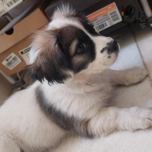 واگذاری توله سگ