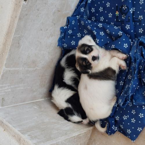 واگذاری توله سگ