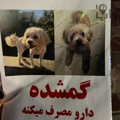 سگ گمشده