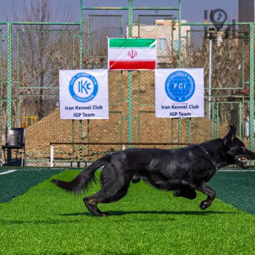 مدرسه سگ هاپ اسکول