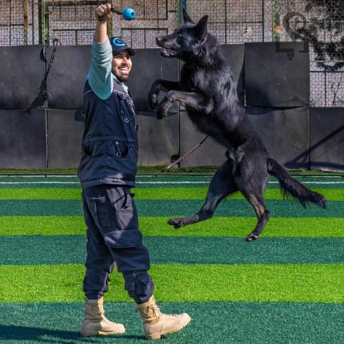 مدرسه سگ هاپ اسکول