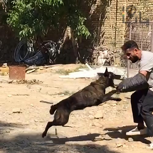 مربی سگ آموزش سگ تربیت سگ