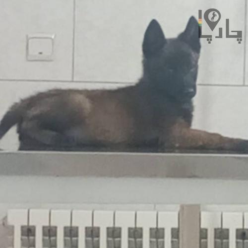 مربی سگ آموزش سگ تربیت سگ