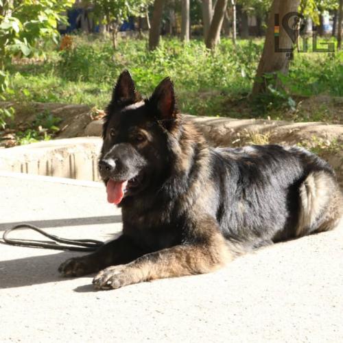 مربی سگ آموزش سگ تربیت سگ