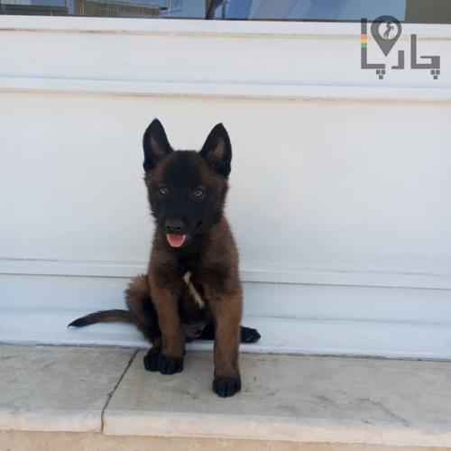 مربی سگ آموزش سگ تربیت سگ