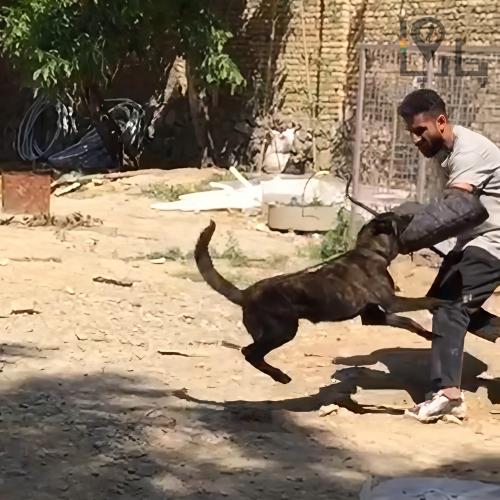 مربی سگ آموزش سگ تربیت سگ