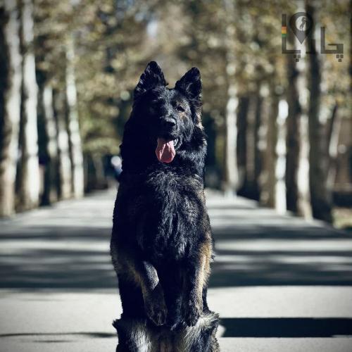 مربی سگ آموزش سگ تربیت سگ