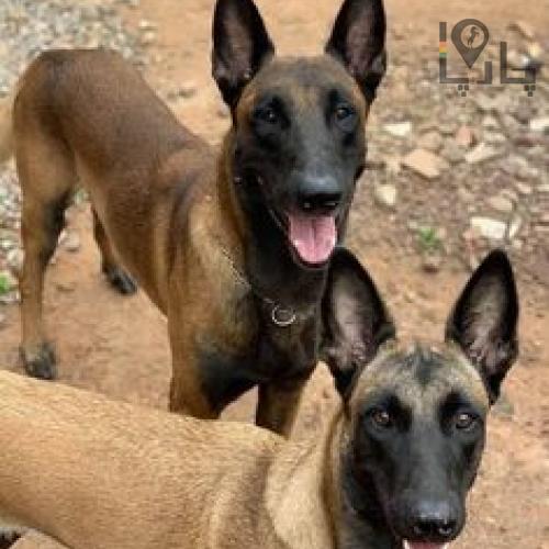 مربی سگ آموزش سگ تربیت سگ