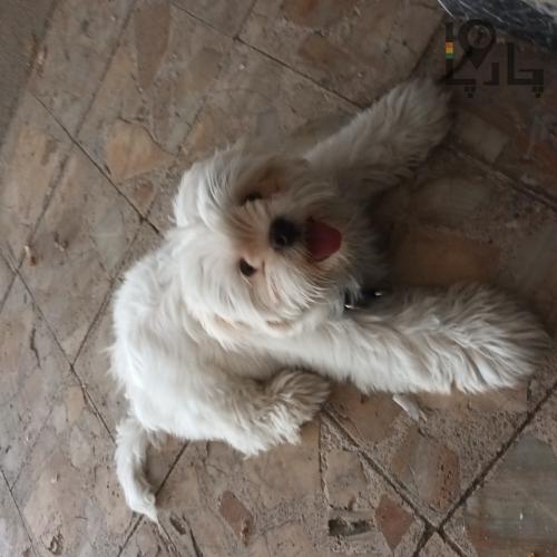 سگ گمشده،۸ ماهه