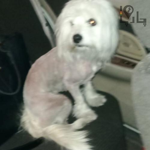 سگ پیدا شده غرب تهران