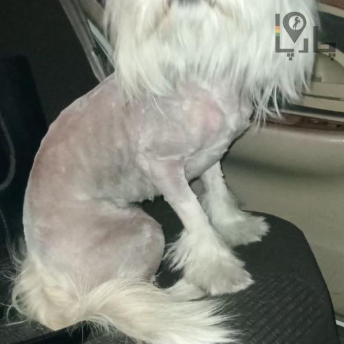 سگ پیدا شده غرب تهران