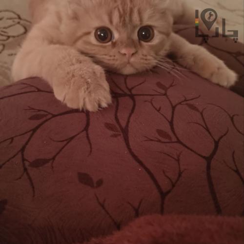 گربه پرشین گارفیلدی