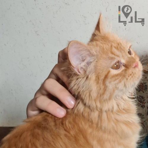 گربه پرشین گارفیلدی