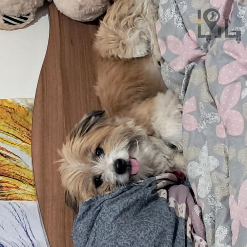 سگ شیتزو تریر نر