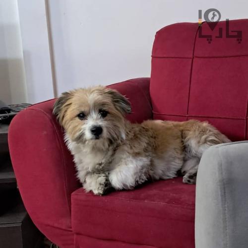 سگ شیتزو تریر نر