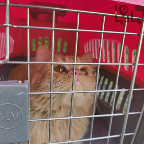 گربه پرشین گارفیلدی