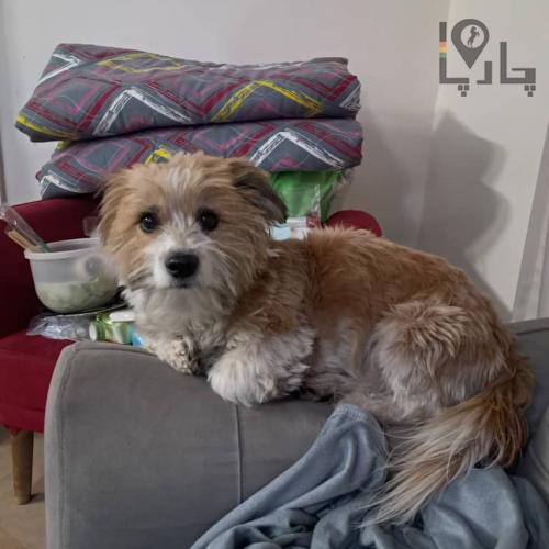 سگ شیتزو تریر نر