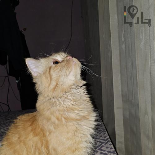 گربه پرشین گارفیلدی