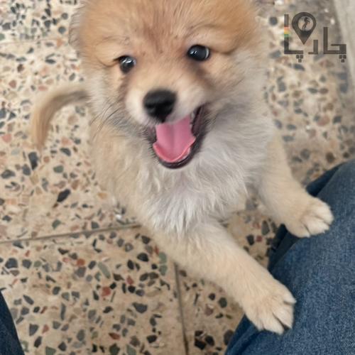 فروش توله سگ پامرانین