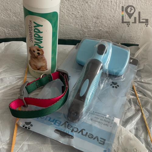 فروش توله سگ پامرانین