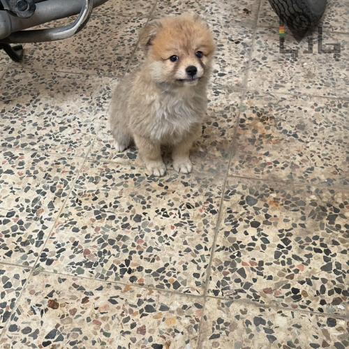 فروش توله سگ پامرانین