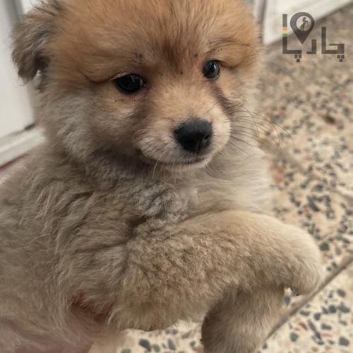 فروش توله سگ پامرانین