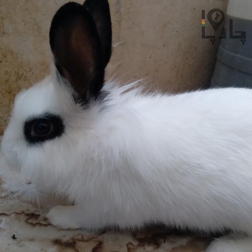 فروش خرگوش اهلی و کاملا سالم
