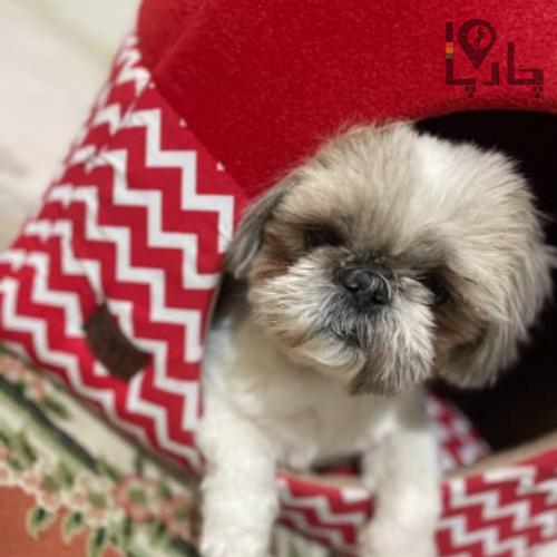 سگ گمشده به نام موکا