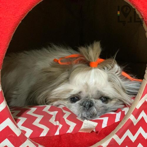 سگ گمشده به نام موکا