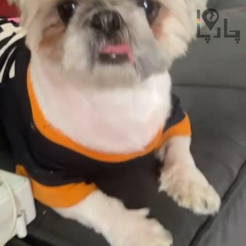 سگ گمشده به نام موکا