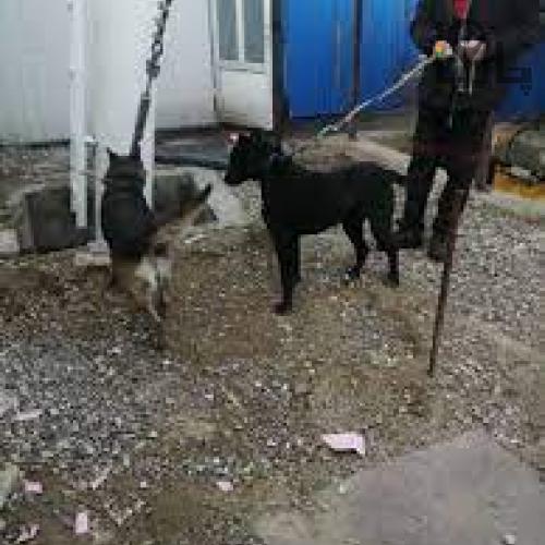 دامپزشکی سیار الودامپزشک